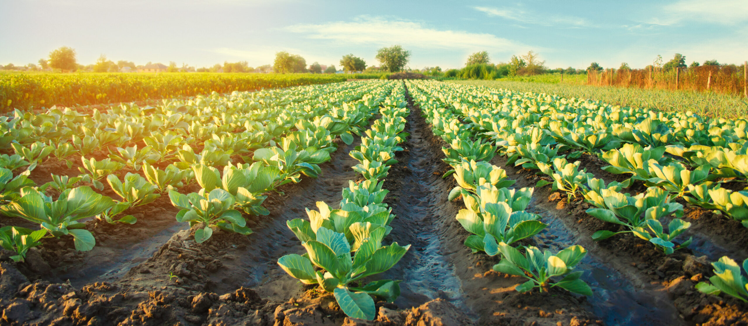 cabbage plantations grow in the field. vegetable rows. farming